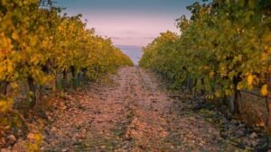 El desafío del sector vitivinícola español