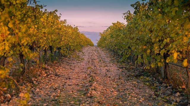 El desafío del sector vitivinícola español