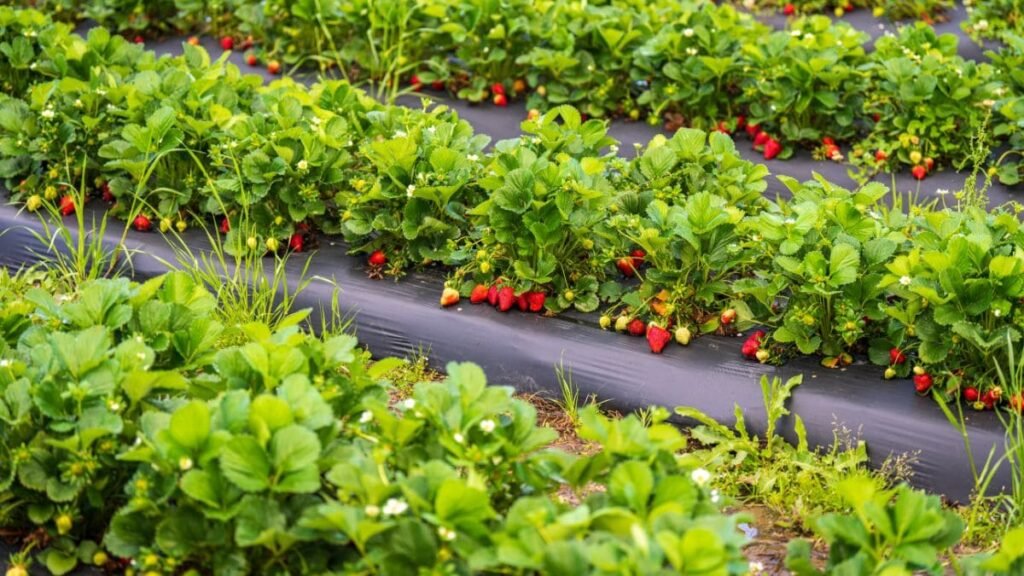 Produccion horticola cultivo de fresas