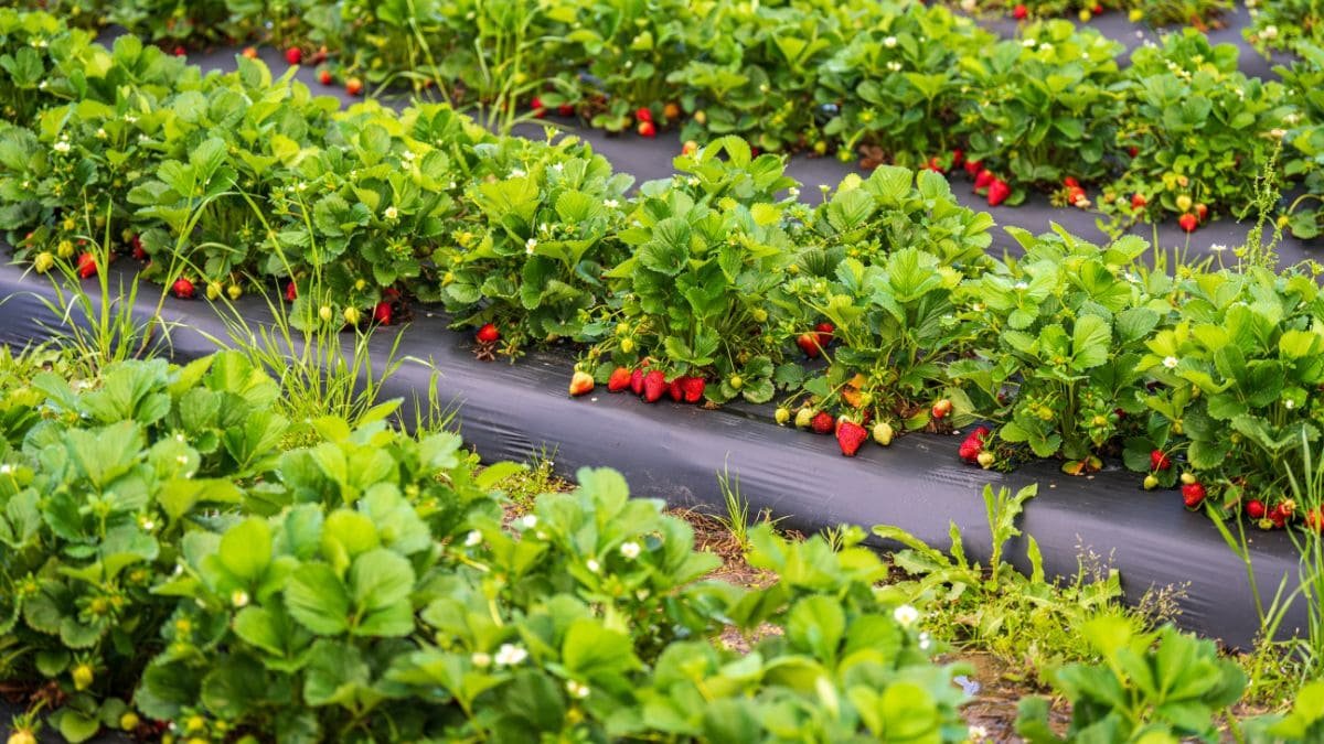Produccion horticola cultivo de fresas